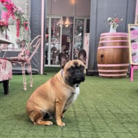 A brown French Bulldog sits on green artificial grass in a pink-themed outdoor café, decorated for Heritage Day, with floral chairs, a barrel, and a menu board in the background.