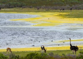 Wildlife grazes freely across the wetlands of De Hoop Nature Reserve. A lakeside scene with green and yellow vegetation, several birds in the water and on the shore, and three large animals—two antelopes and an ostrich—grazing in the foreground. Shrubs and more animals are in the background.